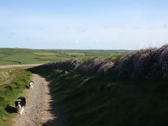 Local Scenery
